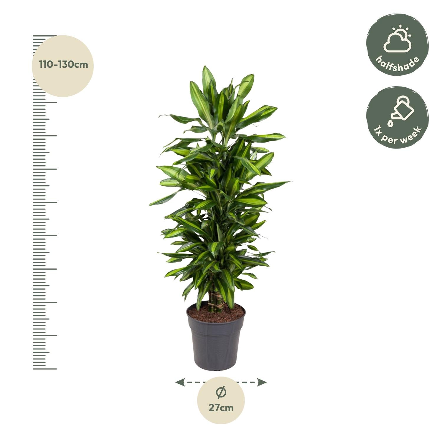 Dracaena Citho vertakt - 120 cm - ø27