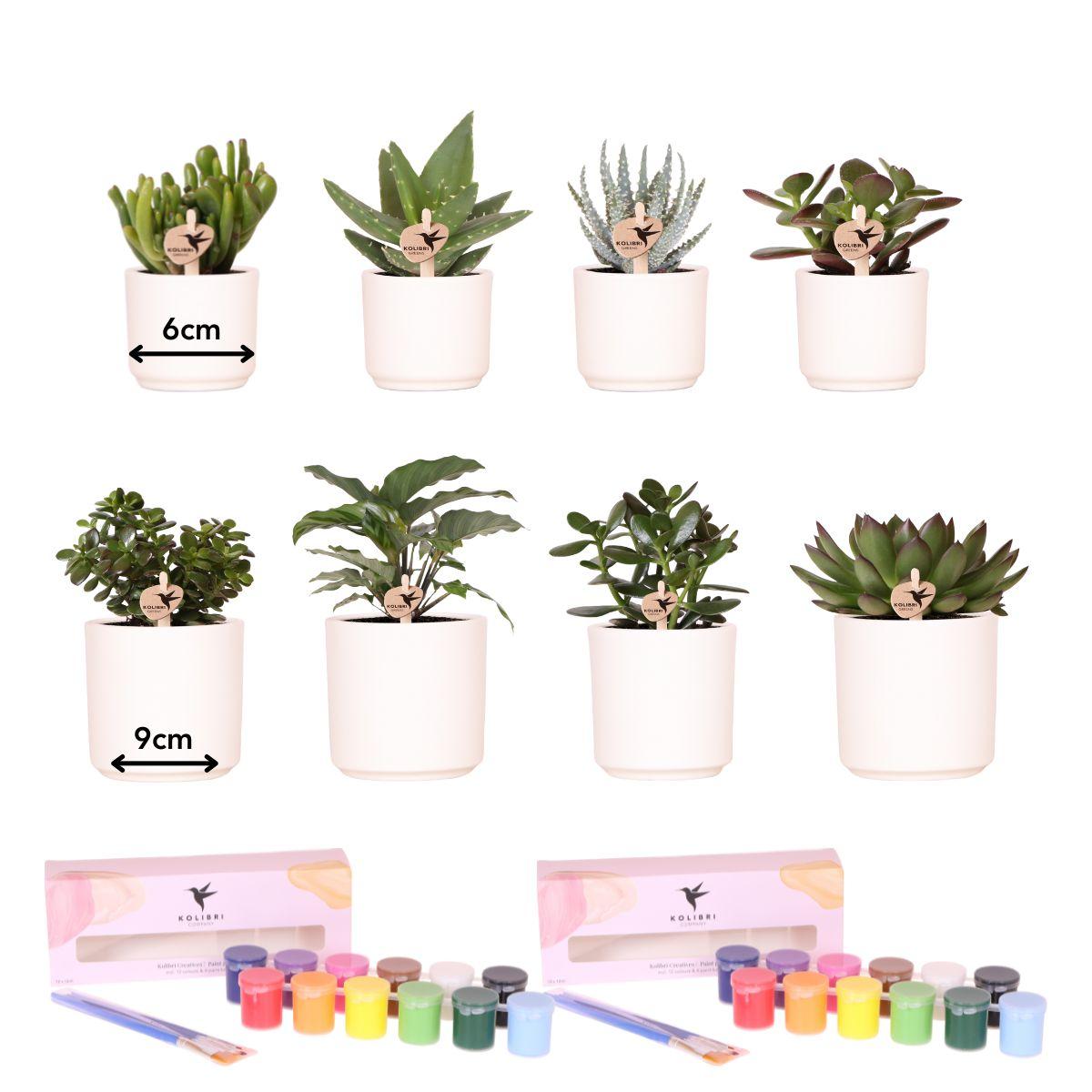 Kolibri Creatives – Verfpakket voor het schilderen van 8 krukaten + succulenten – voor miimaal 4 personen – Creatieve visionair