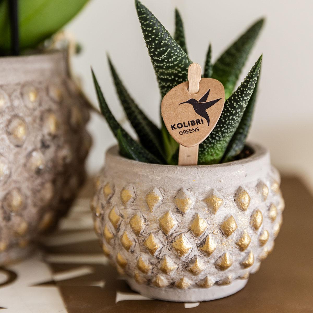 Kolibri Greens – Groene plant - Succulent Haworthia Royal Highnness - krukstorlek Ø6cm - gröne kamerplant - vers van de kweker