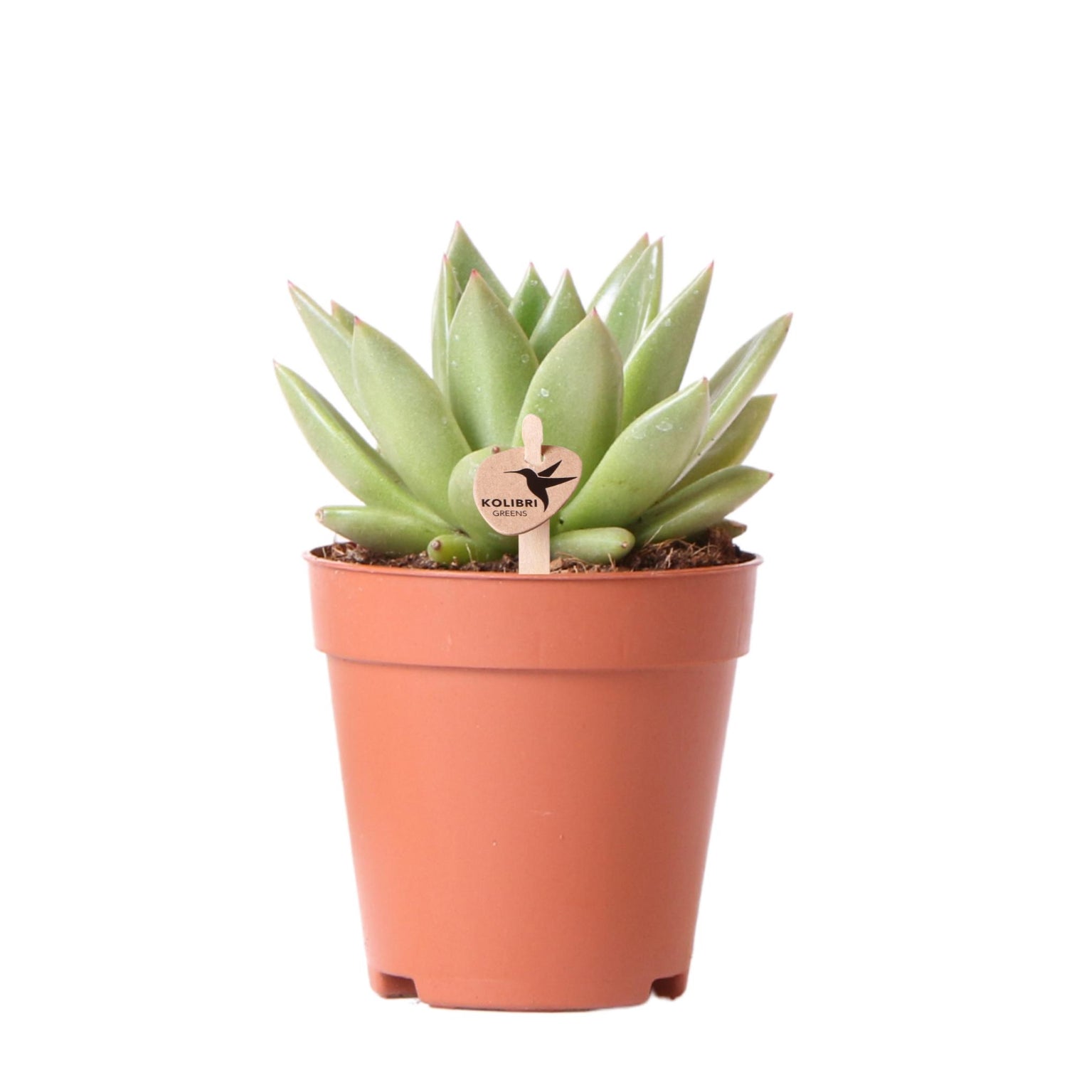 Kolibri Greens – Groene plant - Succulent Echeveria Miranda - gröne kamerplant - vers van de kweker - Ø9cm
