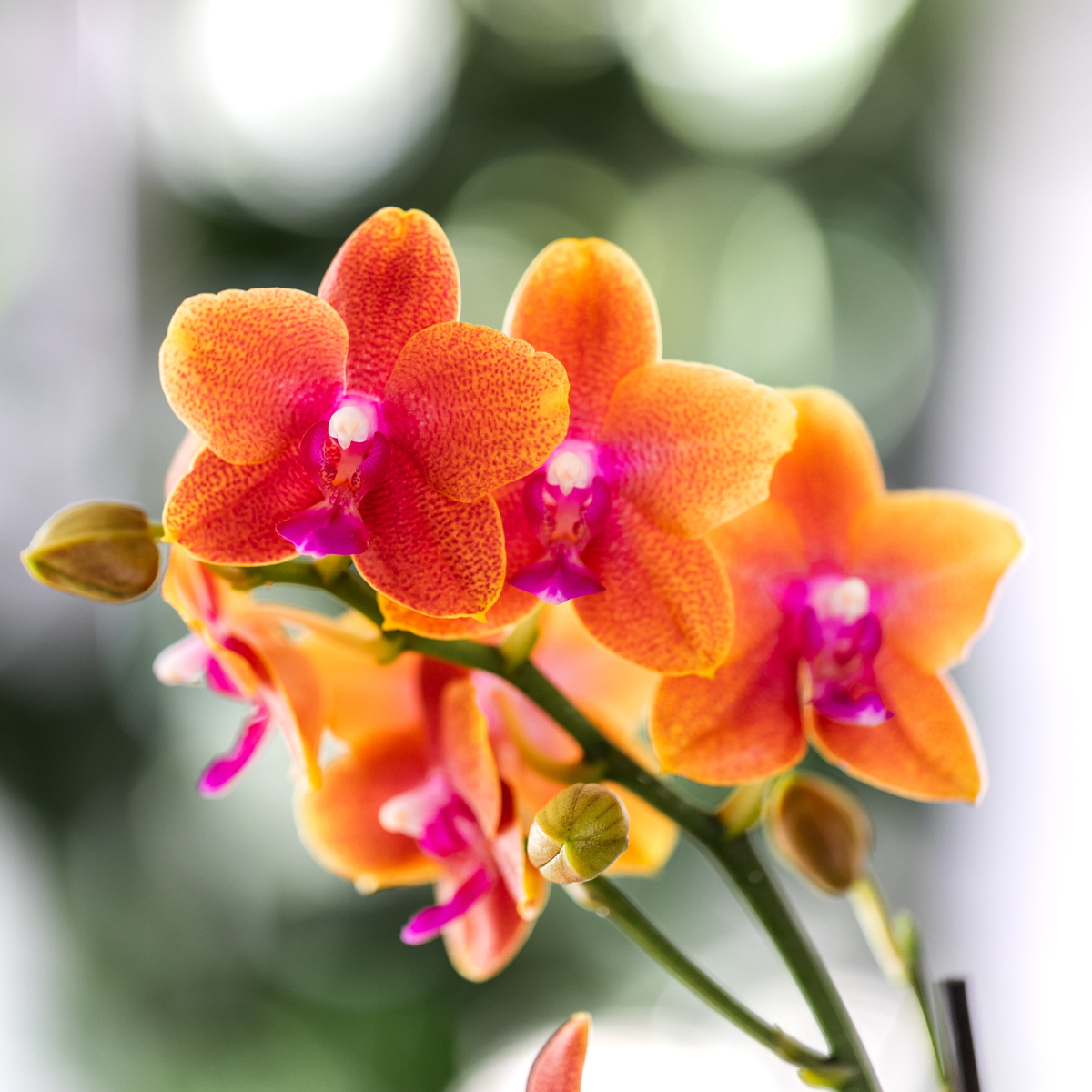 Kolibri Orchids I COMBI DEAL van 4 geurende orange Phalaenopsis orkidéer - krukstorlek Ø12cm – bloeiende kamerplant - vers van de kweker