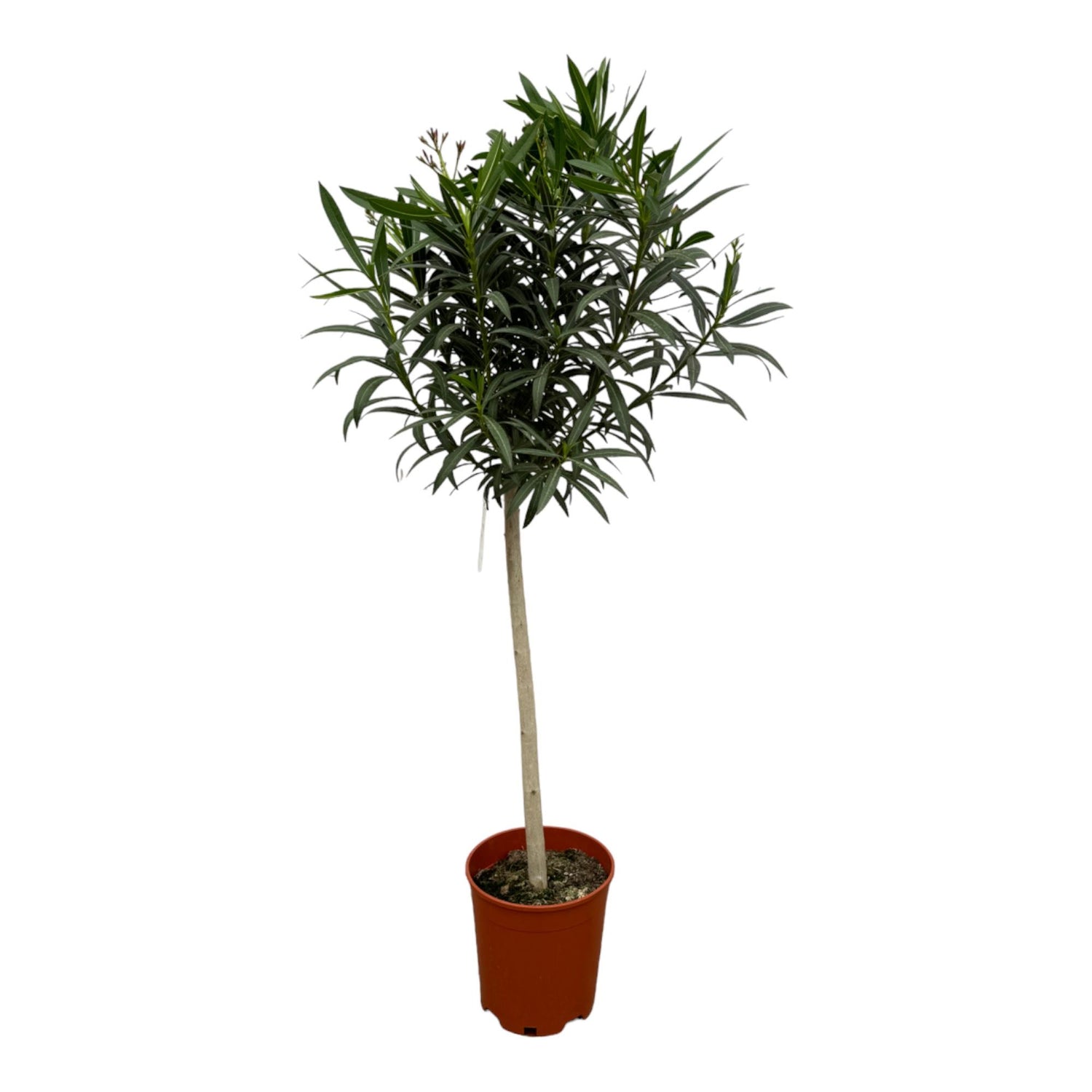 Nerium Oleander op stam med rode bloem - 190 cm - Ø31cm