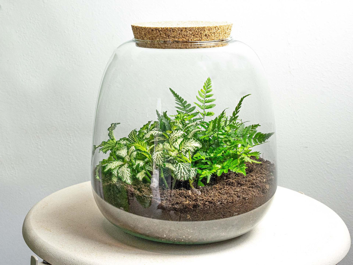 Planten terrarium - Emma Mii - DIY kit - ↑ 20 cm - Ø 19 cm - Fittonia White Tiger