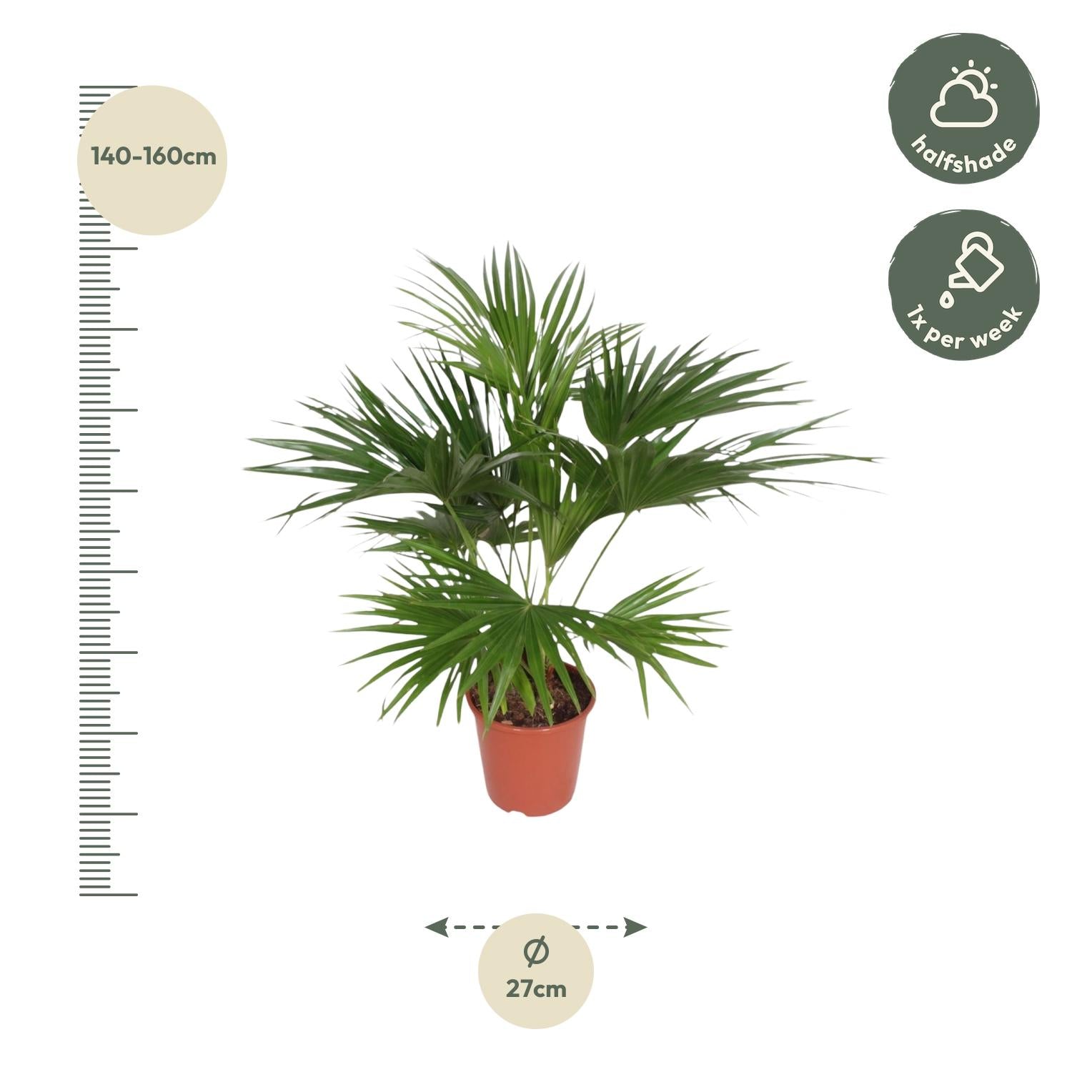 Livistona Chiensis - 170 cm - ø27